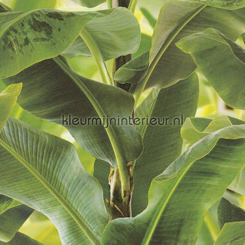 Bananenblad Behang African Queen Ii Rasch Kleurmijninterieur Nl Bananenblad Behang African Queen Ii Rasch Kleurmijninterieur Nl