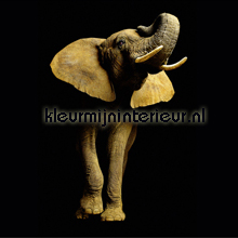 Elephant photomural Architects Paper AP Digital 470033