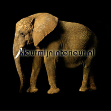 Elephant photomural Architects Paper AP Digital 470034