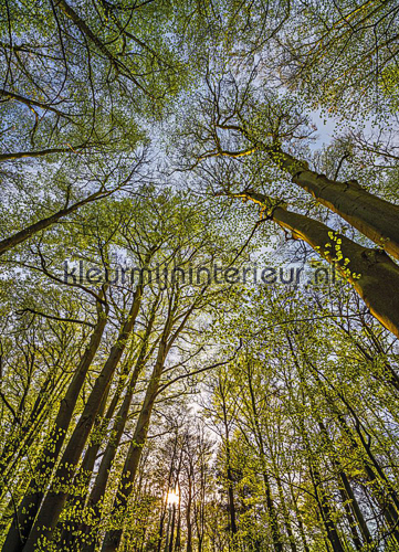 Canopy fotobehang 4-522 Bossen Komar