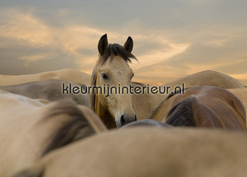 I love my Horse fotobehang 30023 No Limits BN Wallcoverings