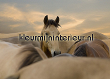 I love my Horse fotomurais BN Wallcoverings No Limits 30023