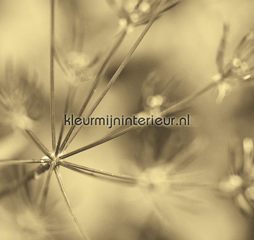 Out of focus photomural 30222 No Limits BN Wallcoverings