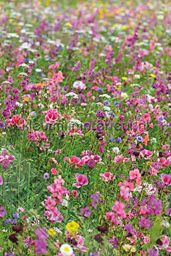 Flowers in the field behang ML234 Wallpaper Queen Behang Expresse