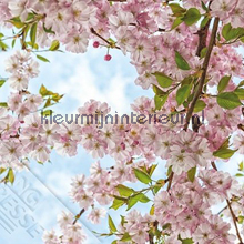 In volle bloei fotomurales Behang Expresse Wallpaper Queen ML240