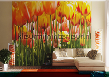 Groeiende tulpen fototapet FTS 0045 AG Design