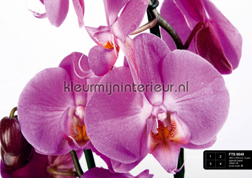 Paarse orchideen fotobehang FTS 0049 AG Design