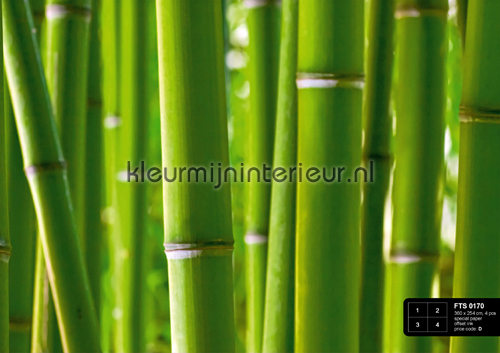 Bamboo photomural FTS 0170 AG Design