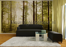 Licht in het bos fotobehang FTS 0181 AG Design