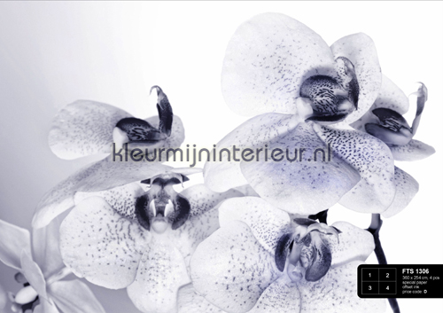 Orchidee in zwart-wit photomural FTS 1306 AG Design