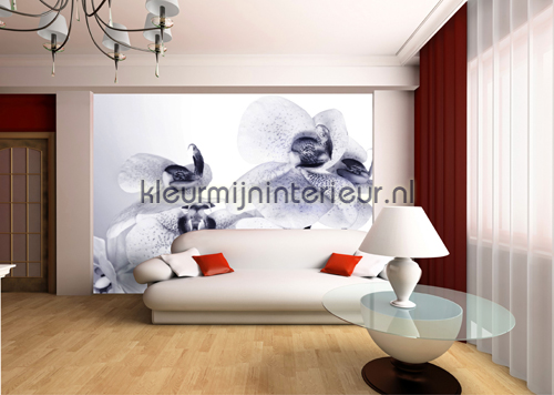 Orchidee in zwart-wit photomural FTS 1306 AG Design