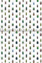 Insecten fotobehang CC_MLE_10219 Curious Collections