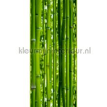 Bamboo XL sticker decorative selbstkleber AS Creation unterwasserwelt 