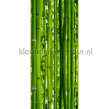 Bamboo XL sticker wallstickers AS Creation vindue stickers 