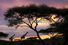 Giraffe At Sunset fototapeten AS Creation weltkarten 