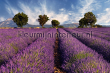 Lavender papier murales AS Creation XXL Wallpaper 2 470-298