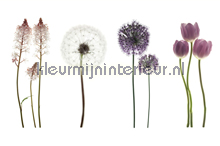 Purple Flowers On White fottobehaang AS Creation XXL Wallpaper 2 470-361