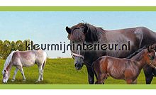 Horses rand tapet 110 heste Dutch Wallcoverings