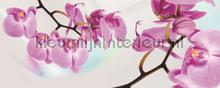 106967 fototapet Kleurmijninterieur All-images