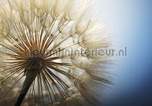 106959 fototapet Kleurmijninterieur All-images