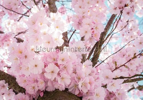 Pink blossom branches fototapet Girls Kleurmijninterieur