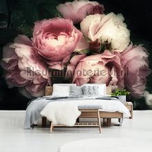 Pink roses on black background fototapet Kleurmijninterieur All-images