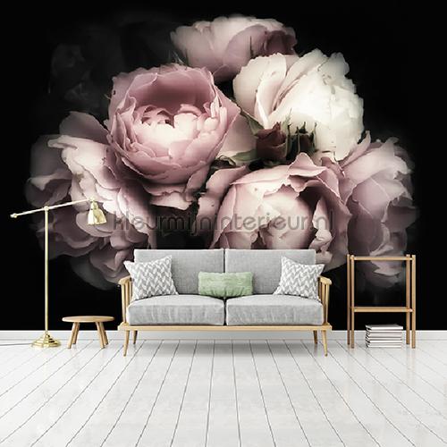 Purple roses on a black background fototapet Blomster - Planter Kleurmijninterieur