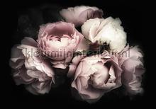 Purple roses on a black background fototapet Blomster - Planter Kleurmijninterieur