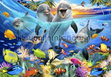 Dolphins smiling fototapet Kleurmijninterieur All-images