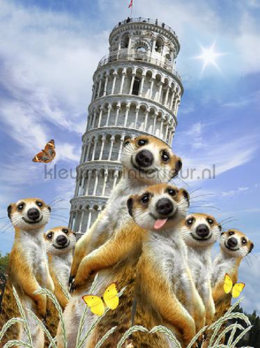 meerkats at Pisa fototapet dyr Kleurmijninterieur
