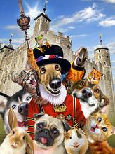 Dogs in England fototapet Kleurmijninterieur All-images