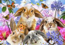 Funny rabits fototapet Kleurmijninterieur All-images