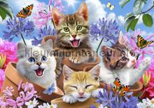 Sweet cats fotomurales Kleurmijninterieur Todas-las-imgenes