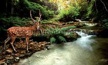 deer in the forest fottobehaang Kleurmijninterieur Alle-ploatjes