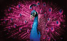 Peacock pink feathers fototapet Kleurmijninterieur All-images