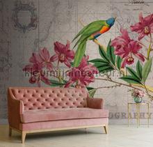 The birds of voyage discovery 1 fotomurais Livingwalls ARTist dd119717