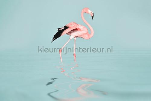 Flamingo water fototapet dd119777 Moderne - Abstrakte Livingwalls
