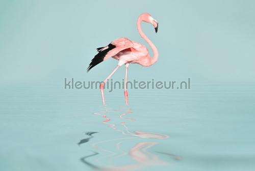 Flamingo water fotomurali dd119777 ARTist Livingwalls