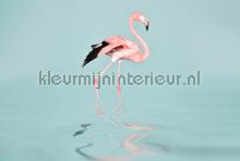 Flamingo water fototapet dd119777 Moderne - Abstrakte Livingwalls