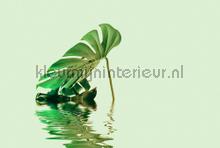 Monstera leaf water 2 fotomurais Livingwalls ARTist dd119793