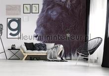 Black buffalo photomural Livingwalls ARTist dd119797