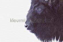 Black buffalo fottobehaang Livingwalls ARTist dd119797