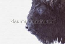 Black buffalo fotomurali Livingwalls Sun Mare Spiaggia 