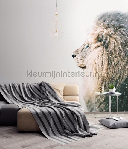Lion in snow fotomurali dd119801 ARTist Livingwalls