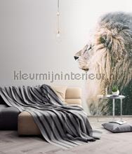 Lion in snow fototapet Livingwalls ARTist dd119801