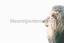 Lion in snow fotomurais Livingwalls ARTist dd119801