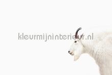Mountain goat fottobehaang Livingwalls ARTist dd119809