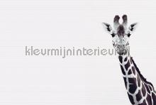 Giraffe portrait fotomurais Livingwalls ARTist dd119817
