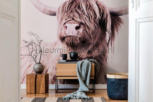 Highland cattle 1 fotomurali dd119821 ARTist Livingwalls