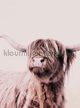 Highland cattle 1 fottobehaang Livingwalls ARTist dd119821